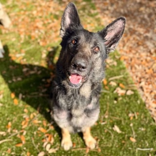 Illustration de l'article : Attach&eacute;e &agrave; un panneau de signalisation, cette chienne abandonn&eacute;e ne peut s'emp&ecirc;cher de remuer timidement la queue &agrave; l'approche de sa sauveuse (vid&eacute;o)