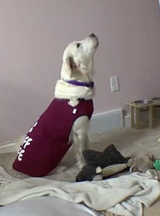 Illustration de l'article : &laquo; M&ecirc;me une petite friandise l&rsquo;effrayait &raquo;, apr&egrave;s des ann&eacute;es &agrave; subir des punitions, cette chienne apprend &agrave; ne plus avoir peur de l'humain (vid&eacute;o)