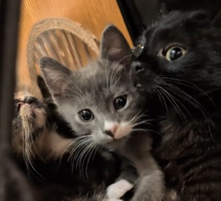 Illustration de l'article : Autrefois minuscule, ce chat &agrave; la d&eacute;marche chancelante a bien grandi et se charge de r&eacute;chauffer les chatons en difficult&eacute; (vid&eacute;o)