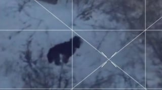 Illustration de l'article : D&eacute;sorient&eacute; par 2 jours de fugue sous une temp&ecirc;te de neige, un chien s&rsquo;enfuit &agrave; l&rsquo;approche de ses humains avant de les reconna&icirc;tre (vid&eacute;o)