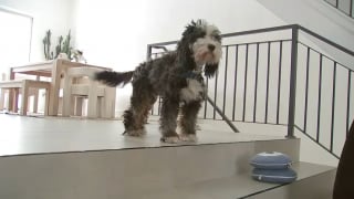 Illustration de l'article : D&eacute;sorient&eacute; par 2 jours de fugue sous une temp&ecirc;te de neige, un chien s&rsquo;enfuit &agrave; l&rsquo;approche de ses humains avant de les reconna&icirc;tre (vid&eacute;o)