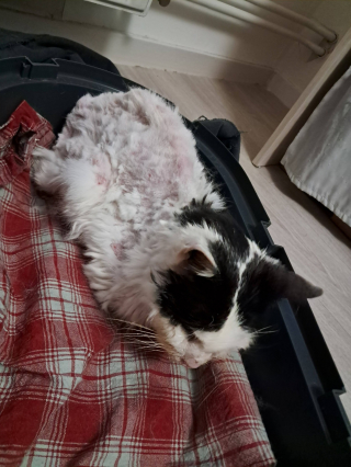 Illustration de l'article : Recueilli par une habitante apr&egrave;s des semaines de miaulements plaintifs, un vieux chat malade est secouru malgr&eacute; un "mur administratif"