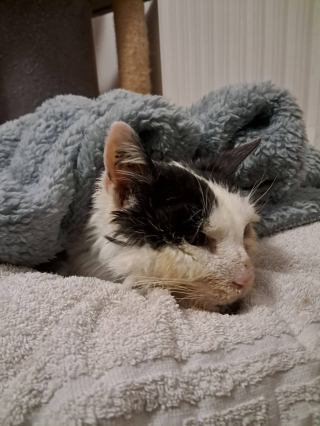 Illustration de l'article : Recueilli par une habitante apr&egrave;s des semaines de miaulements plaintifs, un vieux chat malade est secouru malgr&eacute; un "mur administratif"