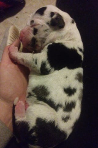 Illustration de l'article : Capable de regarder par-dessus le comptoir de la cuisine sans se lever, cette Dogue Allemand vient d'&ecirc;tre officiellement sacr&eacute;e plus grande chienne du monde