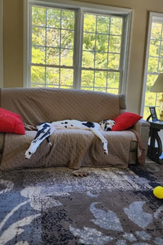 Illustration de l'article : Capable de regarder par-dessus le comptoir de la cuisine sans se lever, cette Dogue Allemand vient d'&ecirc;tre officiellement sacr&eacute;e plus grande chienne du monde