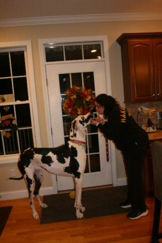 Illustration de l'article : Capable de regarder par-dessus le comptoir de la cuisine sans se lever, cette Dogue Allemand vient d'&ecirc;tre officiellement sacr&eacute;e plus grande chienne du monde