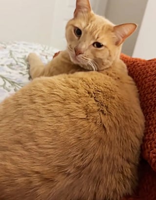 Illustration de l'article : &laquo; Une d&eacute;cision facile &raquo;, en pleine temp&ecirc;te hivernale, une femme ouvre sa porte &agrave; un chat transi de froid et r&eacute;alise son r&ecirc;ve (vid&eacute;o)