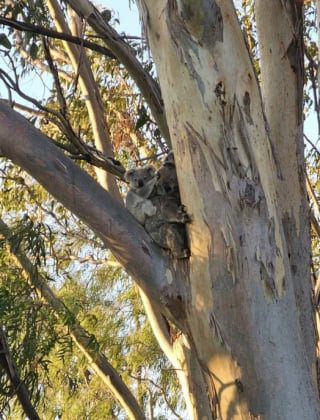 Illustration de l'article : De chien errant &agrave; h&eacute;ros de la faune, un crois&eacute; Border Collie rejoint une &eacute;quipe de recherche pour prot&eacute;ger les koalas
