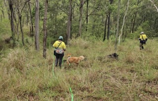 Illustration de l'article : De chien errant &agrave; h&eacute;ros de la faune, un crois&eacute; Border Collie rejoint une &eacute;quipe de recherche pour prot&eacute;ger les koalas