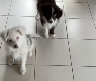 Illustration de l'article : &laquo; Quel bon fr&egrave;re &raquo;, sauv&eacute; d&rsquo;un &eacute;levage intensif, un Border Collie veille chaque jour sur sa s&oelig;ur sourde et malvoyante avec d&eacute;vouement (vid&eacute;o)