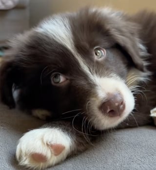 Illustration de l'article : &laquo; Quel bon fr&egrave;re &raquo;, sauv&eacute; d&rsquo;un &eacute;levage intensif, un Border Collie veille chaque jour sur sa s&oelig;ur sourde et malvoyante avec d&eacute;vouement (vid&eacute;o)