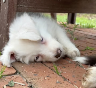 Illustration de l'article : &laquo; Quel bon fr&egrave;re &raquo;, sauv&eacute; d&rsquo;un &eacute;levage intensif, un Border Collie veille chaque jour sur sa s&oelig;ur sourde et malvoyante avec d&eacute;vouement (vid&eacute;o)