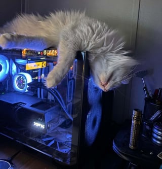 Illustration de l'article : 10 chats dont les comportements &eacute;tranges ressemblent &agrave; un bug informatique 