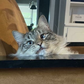 Illustration de l'article : 10 chats dont les comportements &eacute;tranges ressemblent &agrave; un bug informatique 