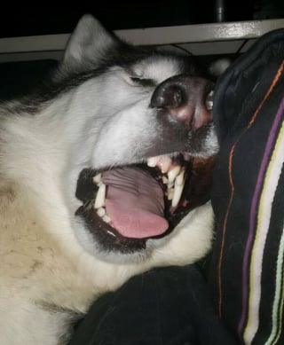 Illustration de l'article : 15 photos de chats et de chiens dr&ocirc;les qui illumineront votre journ&eacute;e