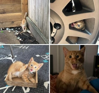 Illustration de l'article : 12 photos de chats roux qui expliquent pourquoi ils sont si populaires