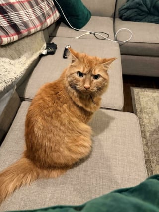 Illustration de l'article : 12 photos de chats roux qui expliquent pourquoi ils sont si populaires