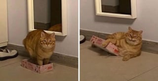 Illustration de l'article : 12 photos de chats roux qui expliquent pourquoi ils sont si populaires