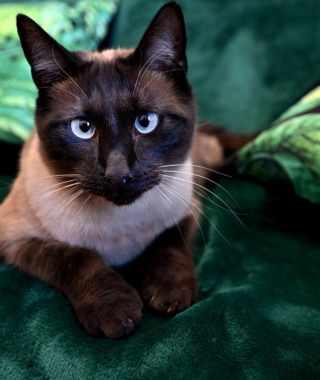 Illustration de l'article : Sauv&eacute; par l'infirmi&egrave;re alors qu'il &eacute;tait livr&eacute; &agrave; lui-m&ecirc;me, ce Siamois est devenu le confident indispensable des coll&eacute;giens angoiss&eacute;s