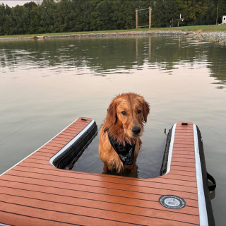 Illustration de l'article : Cette chienne c&acirc;line et accro aux sensations fortes est toute joyeuse quand les enfants l'invitent &agrave; jouer &agrave; la luge (vid&eacute;o)