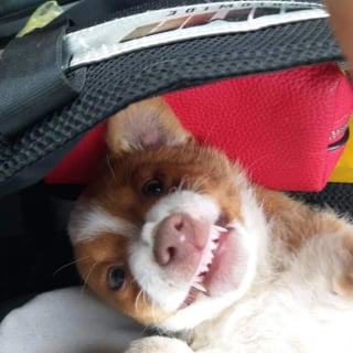 Illustration de l'article : 10 photos de chiens sauvés de la rue par un refuge