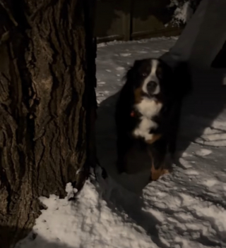 Illustration de l'article : &laquo; Papa veut jouer &agrave; me rattraper &raquo;, ce Bouvier Bernois qui s'&eacute;clate dans la neige en pleine nuit prend l'appel de son ma&icirc;tre pour une invitation &agrave; prolonger la f&ecirc;te (vid&eacute;o)