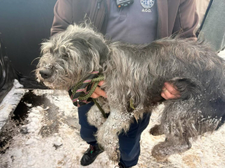 Illustration de l'article : Abandonn&eacute;e sur un parking, cette chienne survit seule &agrave; 6 jours de temp&ecirc;te de neige alors que les secours &eacute;taient &agrave; sa recherche