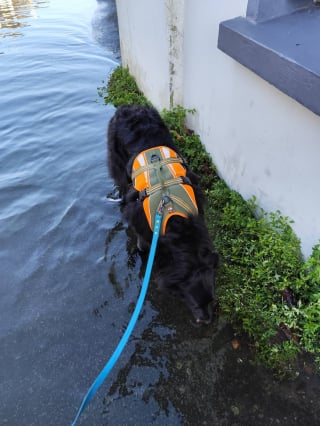 Illustration de l'article : Le geste touchant d'une &eacute;ducatrice canine pour une chienne priv&eacute;e de promenade &agrave; cause des inondations