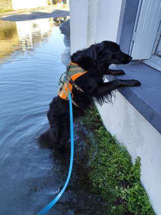 Illustration de l'article : Le geste touchant d'une &eacute;ducatrice canine pour une chienne priv&eacute;e de promenade &agrave; cause des inondations