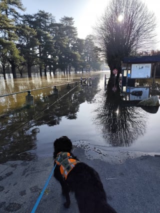Illustration de l'article : Le geste touchant d'une &eacute;ducatrice canine pour une chienne priv&eacute;e de promenade &agrave; cause des inondations