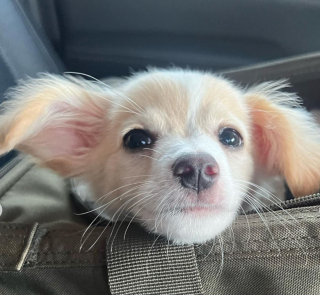 Illustration de l'article : Adopt&eacute; en refuge, le chien de l'acteur Glen Powell &eacute;chappe &agrave; sa surveillance dans un avion et se lie d'amiti&eacute; avec les passagers