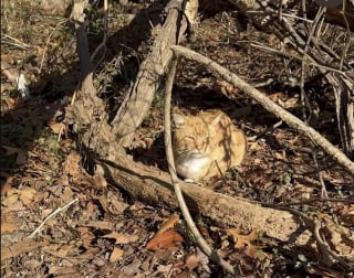 Illustration de l'article : Heureux d'&ecirc;tre enfin au chaud, ce chat trouv&eacute; au milieu des feuilles mortes s'endort imm&eacute;diatement en arrivant chez sa bienfaitrice