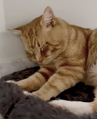 Illustration de l'article : Heureux d'&ecirc;tre enfin au chaud, ce chat trouv&eacute; au milieu des feuilles mortes s'endort imm&eacute;diatement en arrivant chez sa bienfaitrice