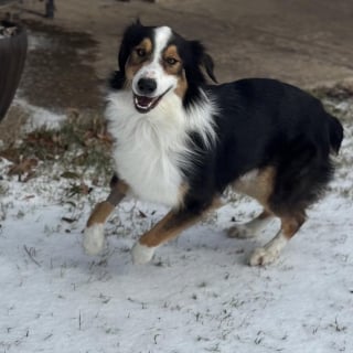 Illustration de l'article : Retrouv&eacute; affam&eacute; dans la rue, ce Berger Australien a &eacute;t&eacute; sauv&eacute; in extremis par 2 s&oelig;urs qui ont d&eacute;couvert la triste v&eacute;rit&eacute; sur son abandon