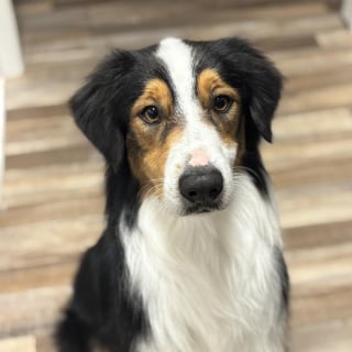 Illustration de l'article : Retrouv&eacute; affam&eacute; dans la rue, ce Berger Australien a &eacute;t&eacute; sauv&eacute; in extremis par 2 s&oelig;urs qui ont d&eacute;couvert la triste v&eacute;rit&eacute; sur son abandon