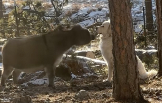 Illustration de l'article : En regardant par la fen&ecirc;tre, elle surprend un moment de jeu improbable entre son Patou et son &acirc;ne miniature (vid&eacute;o) 