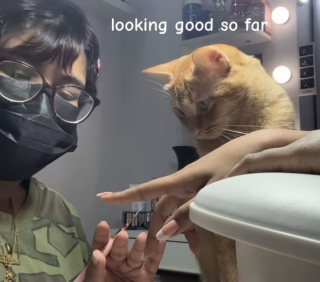 Illustration de l'article : &laquo; Il est excellent dans son domaine &raquo;, un chat roux s&rsquo;improvise assistant proth&eacute;siste ongulaire et supervise une manucure comme un vrai pro (vid&eacute;o)