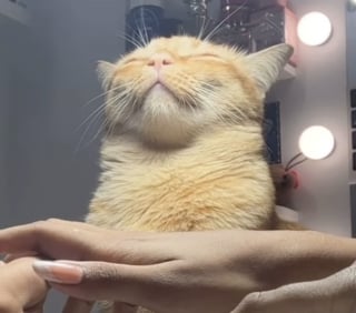 Illustration de l'article : &laquo; Il est excellent dans son domaine &raquo;, un chat roux s&rsquo;improvise assistant proth&eacute;siste ongulaire et supervise une manucure comme un vrai pro (vid&eacute;o)