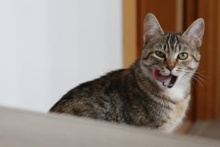 Illustration de l'article : 8 activit&eacute;s dont les chats ne se lasseront jamais