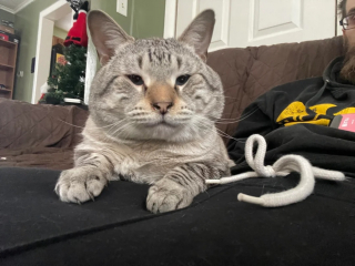 Illustration de l'article : En emm&eacute;nageant dans sa nouvelle maison, il d&eacute;couvre un chat laiss&eacute; derri&egrave;re et une amiti&eacute; inattendue voit le jour