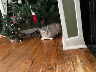 Illustration de l'article : En emm&eacute;nageant dans sa nouvelle maison, il d&eacute;couvre un chat laiss&eacute; derri&egrave;re et une amiti&eacute; inattendue voit le jour