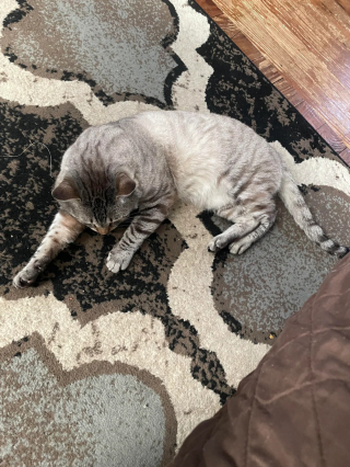 Illustration de l'article : En emm&eacute;nageant dans sa nouvelle maison, il d&eacute;couvre un chat laiss&eacute; derri&egrave;re et une amiti&eacute; inattendue voit le jour