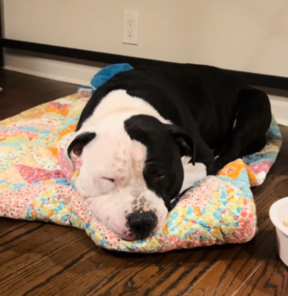 Illustration de l'article : Pour sa premi&egrave;re nuit en s&eacute;curit&eacute;, ce chien victime d'abandon ose enfin baisser la garde et savourer ce moment (vid&eacute;o)