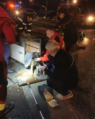 Illustration de l'article : Une course contre la montre s'engage &agrave; 3h du matin pour sauver une chienne pi&eacute;g&eacute;e dans une &eacute;cluse et qui avait disparu depuis 7 semaines