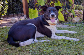 Illustration de l'article : Cette chienne attend depuis si longtemps au refuge que les b&eacute;n&eacute;voles d&eacute;cident d'organiser un festival en son honneur