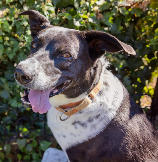 Illustration de l'article : Cette chienne attend depuis si longtemps au refuge que les b&eacute;n&eacute;voles d&eacute;cident d'organiser un festival en son honneur