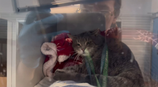 Illustration de l'article : Les oreilles &agrave; plat comme des ailes d&rsquo;avion, ce chat de refuge endeuill&eacute; apprend &agrave; se d&eacute;tendre en attendant sa chance