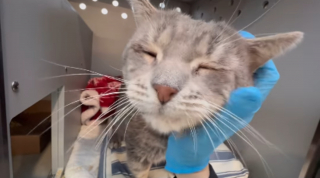 Illustration de l'article : Les oreilles &agrave; plat comme des ailes d&rsquo;avion, ce chat de refuge endeuill&eacute; apprend &agrave; se d&eacute;tendre en attendant sa chance