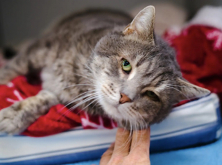 Illustration de l'article : Les oreilles &agrave; plat comme des ailes d&rsquo;avion, ce chat de refuge endeuill&eacute; apprend &agrave; se d&eacute;tendre en attendant sa chance