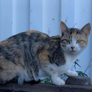 Illustration de l'article : Habitu&eacute;e &agrave; fuir les humains, une chatte craintive devient la plus affectueuse gr&acirc;ce &agrave; sa rencontre avec un cochon solitaire (vid&eacute;o)